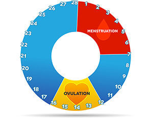 Regular menstruation cycle