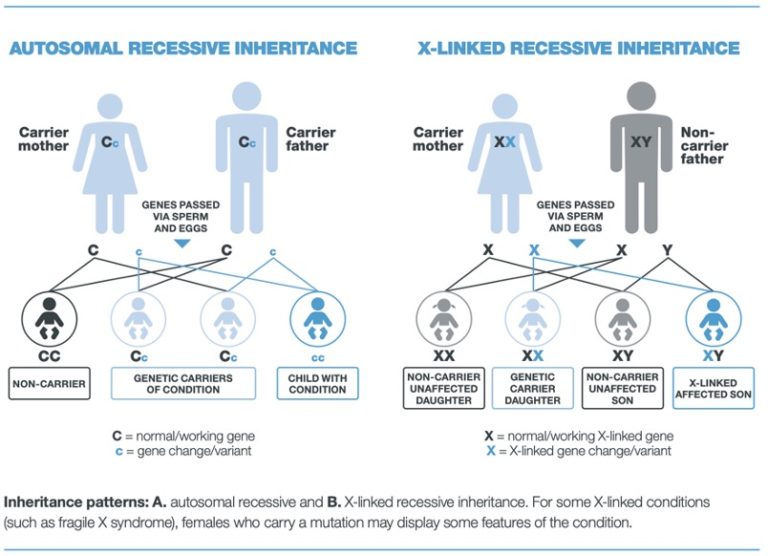 genetic-carrier-screening-youtube